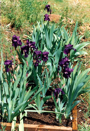 Purple Iris