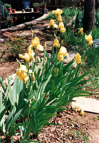 Yellow Iris