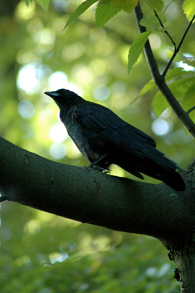 Raven Stanley Park Vancouver